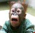funny monkey