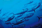 Plenty more fish in the sea? Not in the Mediterranean