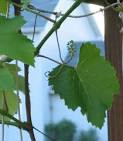 Taxon: <b>Vitaceae</b>