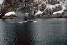 Orcinus orca killer whale - via Daymix