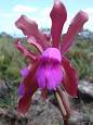 Cattleya - Wikipedia, the free encyclopedia