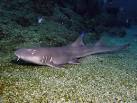 Marine Fish Picture Gallery - Grey Carpet Shark picture