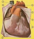 <b>pericardium</b>