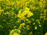 File:<b>Mustard plant</b>.jpg