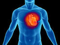 Heart - Cardiology Photo (6695855) - Fanpop