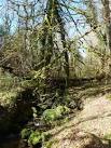 SX6974 : Small tributary of the West Webburn River, Jordan, Ponsworthy - via Daymix