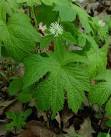 Hydrastis canadensis page