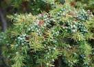 Juniper, Levin Down - via Daymix