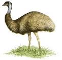 Emu: Miscellaneous Birds: Animal Planet