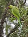 Rose-ringed Parakeet