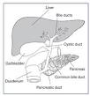 Primary Biliary Cirrhosis - National Digestive Diseases ...