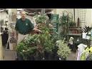 Mix vegetables and flowers for containers - Worldnews.