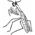 Praying Mantis coloring page