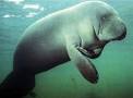 Saving the 'Sea Cow'