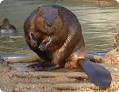 Beaver Basics - National Zoo| FONZ