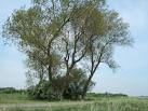 trees was erected to mark the start of the 3rd millennium and it should - via Daymix
