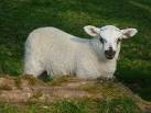 A recently born lamb coming to some sort of consciousness of the surrounding - via Daymix