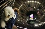 Westminster Dog Show 2012: The