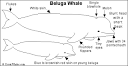 Beluga_bw.GIF