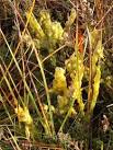 The stems were coated with a vivid yellow slimy substance, the plasmodium of - via Daymix