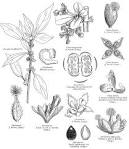 <b>Urticaceae</b> Juss.