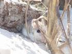 Alabama beach mouse peromyscus - via Daymix