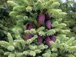File:<b>Picea</b> mariana cones.jpg