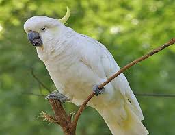 ^_____صور ببغاوات_____^ images?q=tbn:ANd9GcSLD729JoXfhiyC76Ia49aZuu5AZivt8HHw1FRjF3C_4e7mO80s