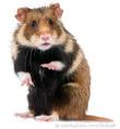 Hamsters : European Hamster