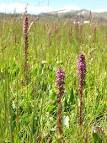 <b>Pedicularis</b> groenlandica.