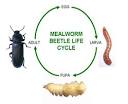 Mealworms: Live Mealworms: Mealworms