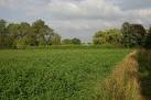 TL9659 : Clover field at - via Daymix