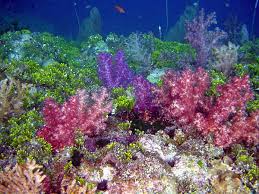 l'85% della barriera corallina di Haiti è morto per sempre a causa dei cambiamenti climatici e della pesca senza limiti