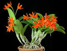 Cattleya Orchid