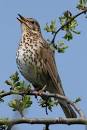 tweet, tweet, tweet… | asycophantic