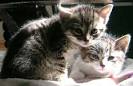 How to Get Rid of Stray Cats?