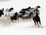 HerbWeb horses in the snow