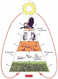external image images?q=tbn:ANd9GcSMGbJYOiiqt-rMTbKfdnRWYGgt7vqeAGNulsfq4xQ_QIkef4Tw43kE_vBQ