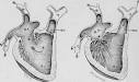 The Mechanism Of The Circulation