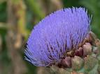 <b>Cynara</b> scolymus