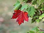A Maple Tree Business: Three Ways Your Business Stands Out in 2012 ...