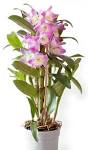 Sacramento Orchid Society :: Dendrobium Orchids
