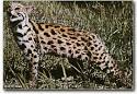Mystre's Bengals Cattery - Breeder of Superior Bengal Kittens and ...