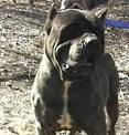 bandog pronunciation