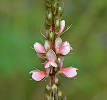 220px-Indigofera_astragalina_( ...