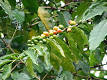 220px-Starr_070308-5472_Coffea ...