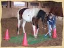 Equine Research Foundation - Horse Behavior, Horse Training, and ...