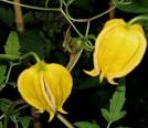 Clematis tangutica - Taylors Clematis