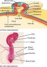 organogenesis pronunciation