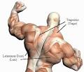 Back Muscle Building Techniques | Muscle Building Buddy